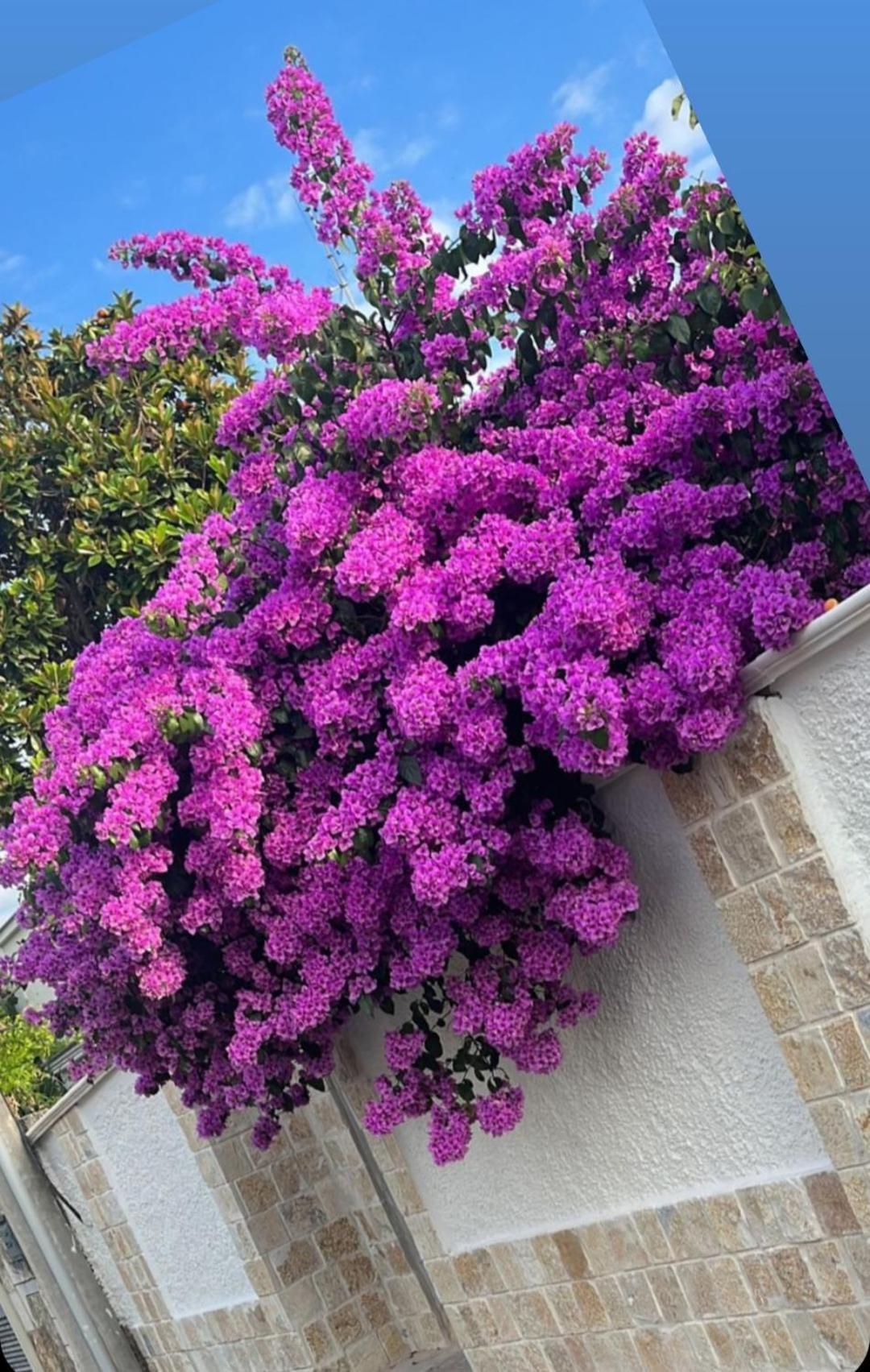 Villa Guajira Барі Екстер'єр фото